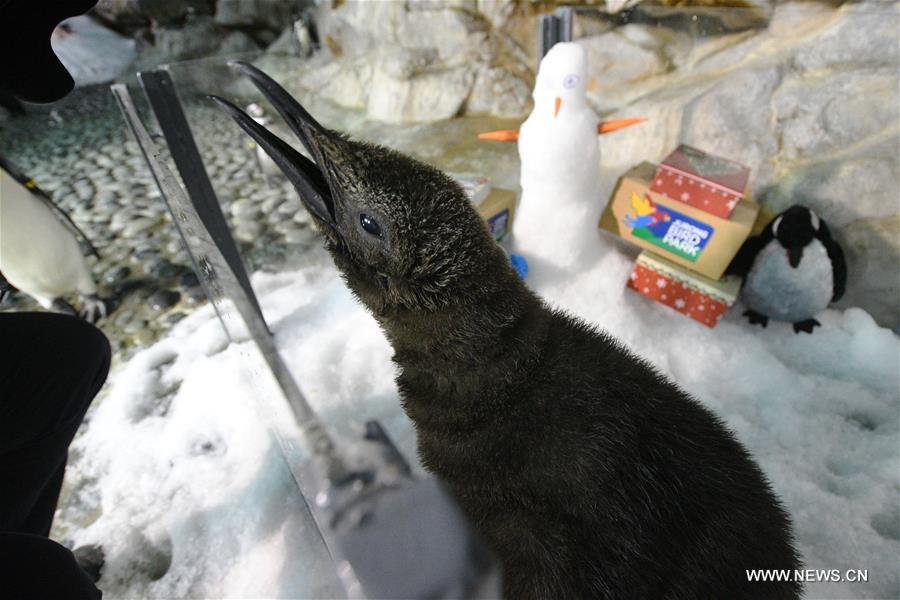 Tras una década de intentos, Singapur logra su primer pingüino rey