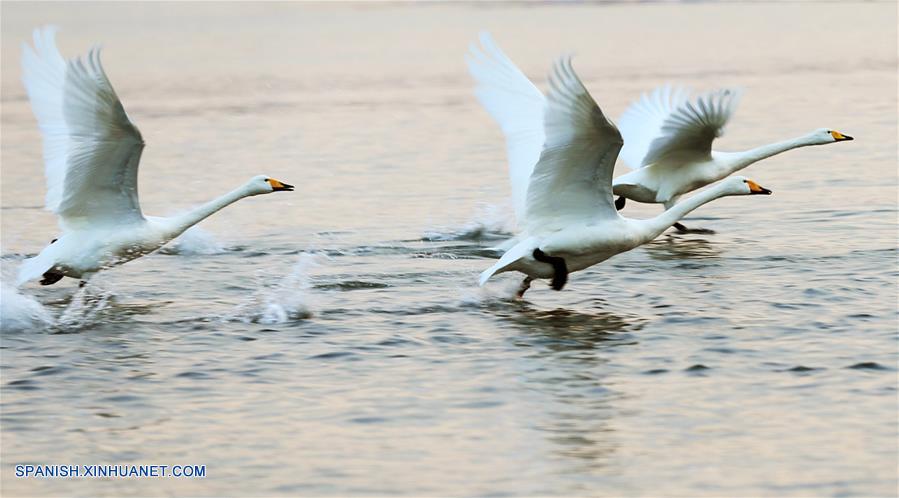 La reserva nacional de cisnes de Rongcheng