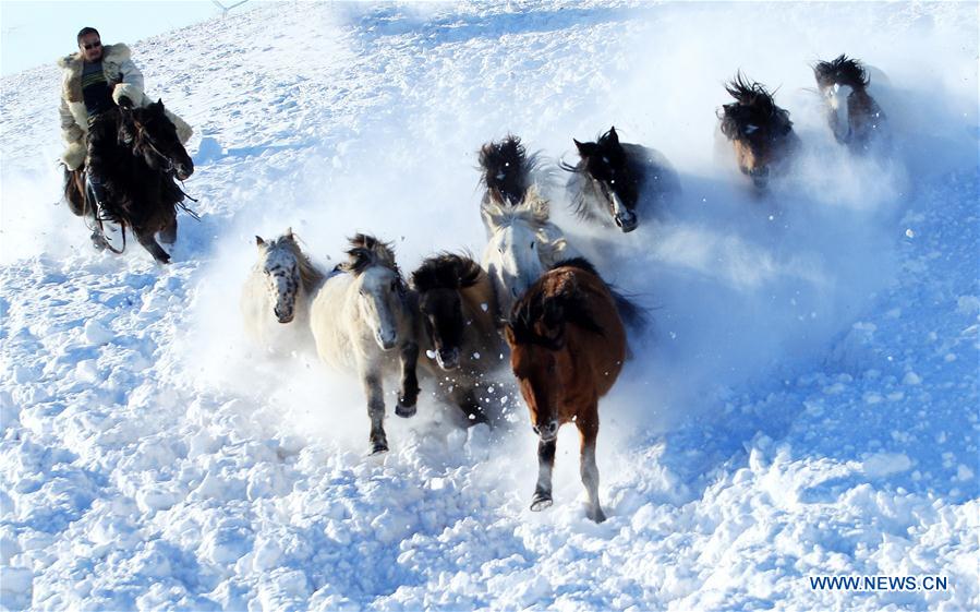 Pastores doman caballos salvajes en la nieve