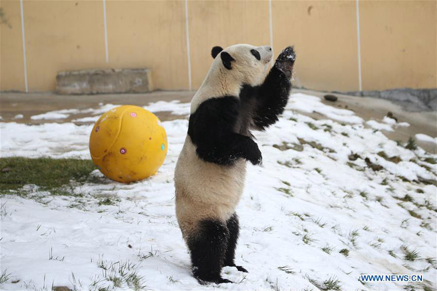 Un panda gigante juega en la nieve en el Parque Zoológico de Qinling en Xi'an