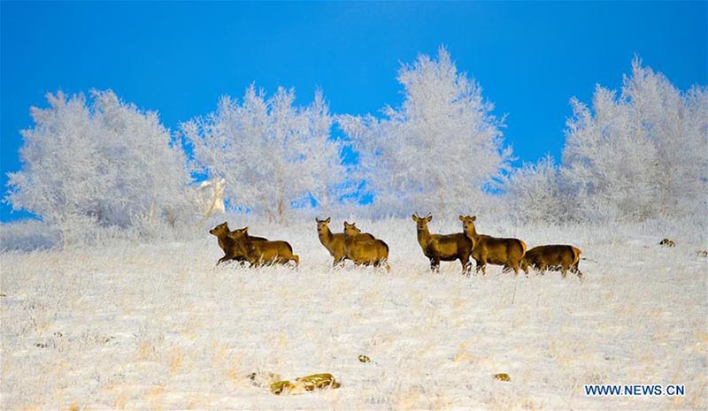 Escenografía de nieve y escarcha en Chifeng, Mongolia Interior