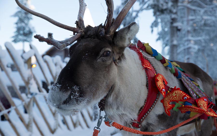 El trineo de Santa Claus engalanado con adornos alegóricos al a?o nuevo chino. Rovaniemi, Finlandia, 7 de febrero del 2018. [Foto: VCG]