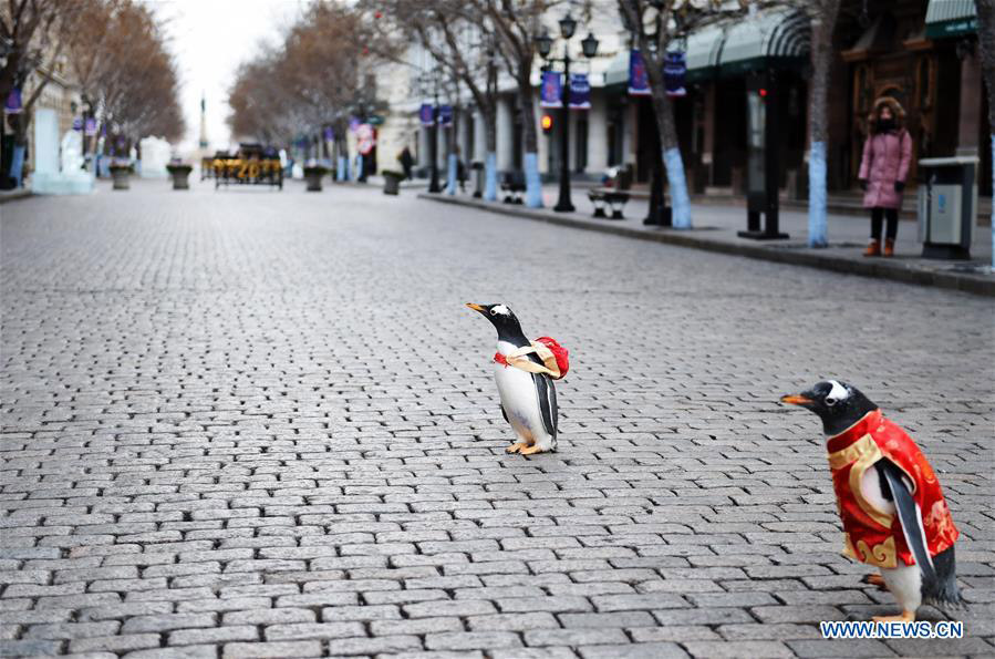 Varios pingüinos vestidos con traje Tang de Harbin Polarland caminan por la calle Central de Harbin, provincia de Heilongjiang, el 10 de febrero de 2018. [Foto / Xinhua]