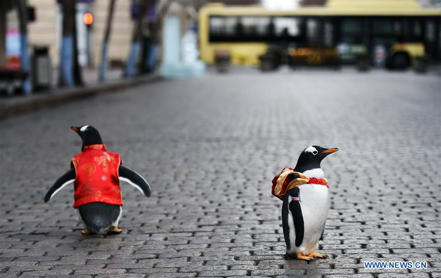 Varios pingüinos vestidos con traje Tang de Harbin Polarland caminan por la calle Central de Harbin, provincia de Heilongjiang, el 10 de febrero de 2018. [Foto / Xinhua]