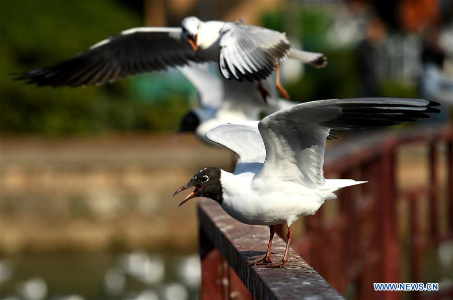 Las alegres gaviotas de cabeza negra se alistan para emigrar hacia el norte