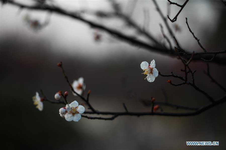 El ciruelo florecido embellece un parque de Qingkou, en Ganyu, ciudad Lianyungang, provincia de Jiangsu, 13 de marzo del 2018. (Foto: Xinhua/ Si Wei) 