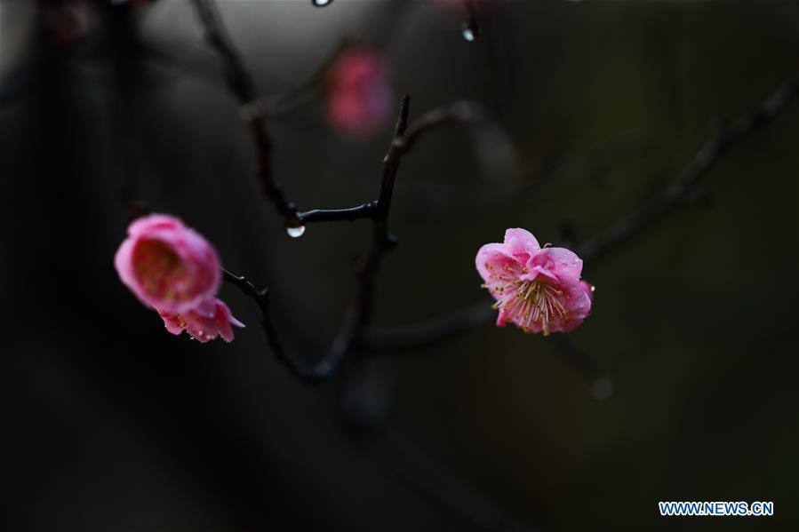 El ciruelo florecido embellece un parque de Qingkou, en Ganyu, ciudad Lianyungang, provincia de Jiangsu, 13 de marzo del 2018. (Foto: Xinhua/ Si Wei) 