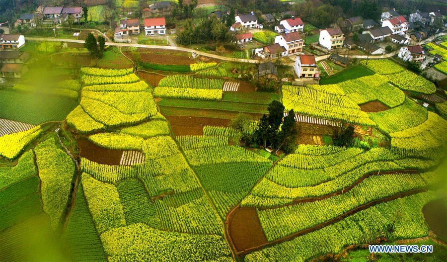 El trigo y la colza florecen en Shaanxi