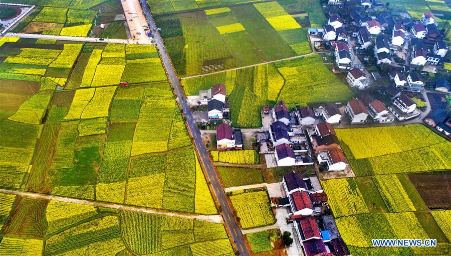 El trigo y la colza florecen en Shaanxi