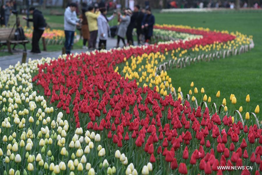 Hermosos tulipanes florecen en el Parque Taiziwan, Hangzhou, provincia de Zhejiang, 19 de marzo del 2018. [Foto: Xinhua]