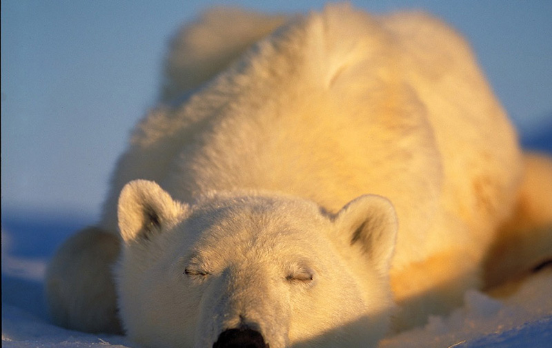 Un oso polar duerme en la isla Baffin, Canadá. [Foto: VCG]