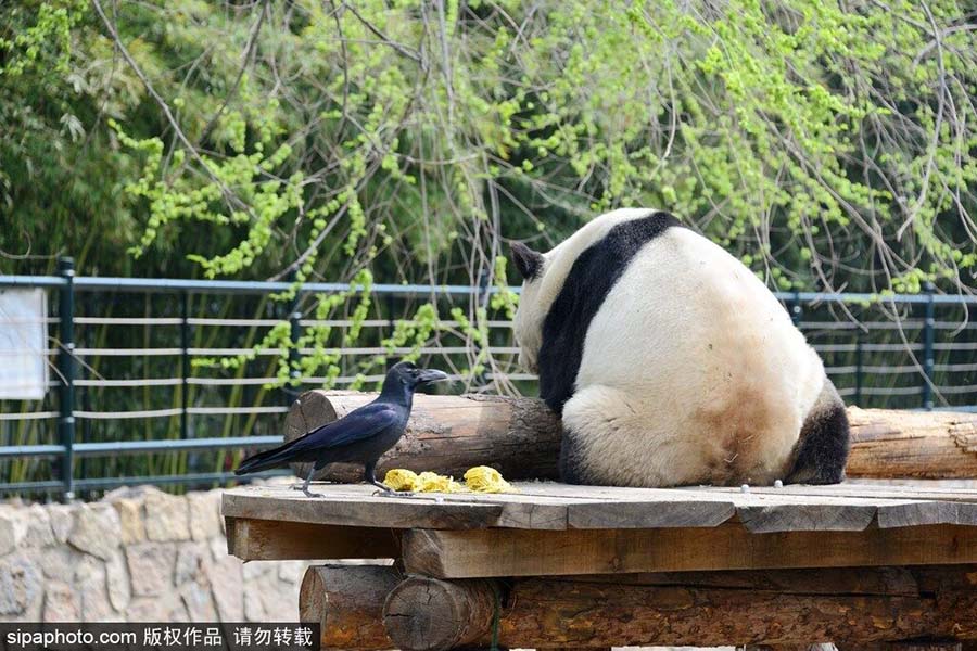 Un cuervo arranca pelos de la espalda de un panda