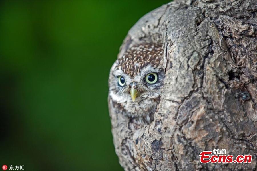 Curiosa foto evidencia el magistral camuflaje de una lechuza