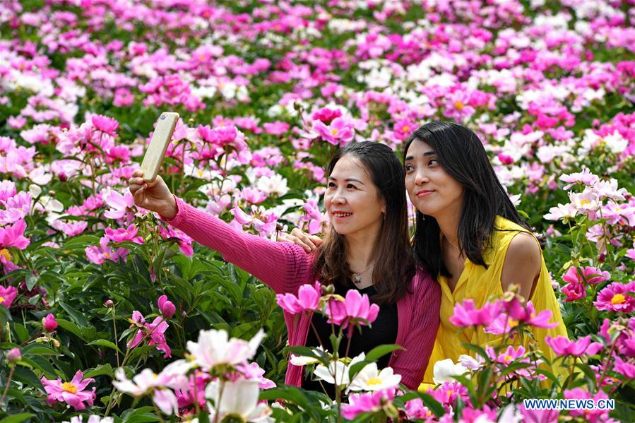 Las flores de peonía atraen a los turistas en Shanxi