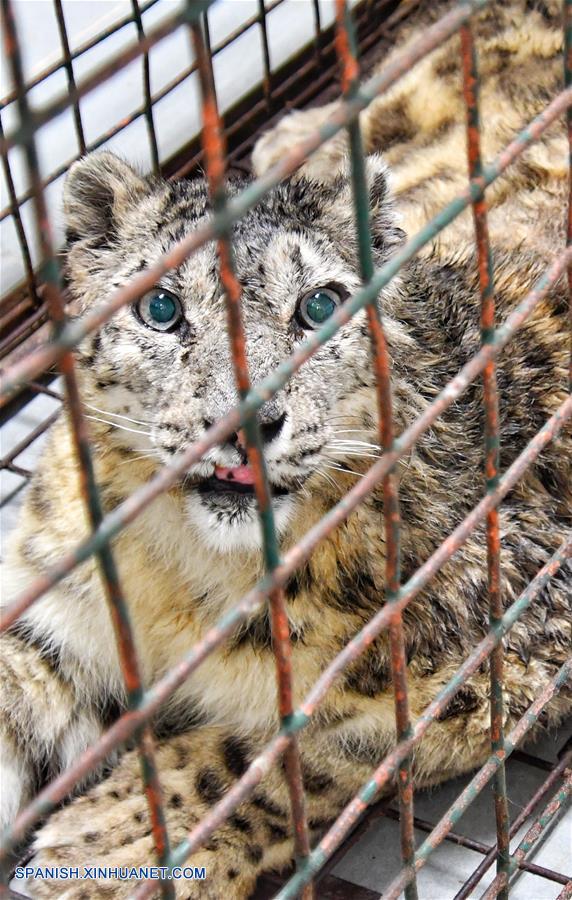 Leopardo de las nieves recuperado regresa a su hogar