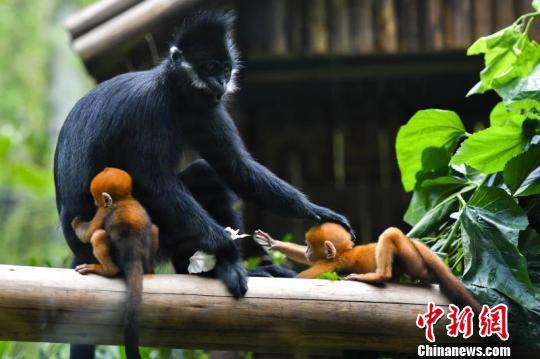 Presentan al público los primeros mellizos de langur de Francois del mundo en Guangzhou