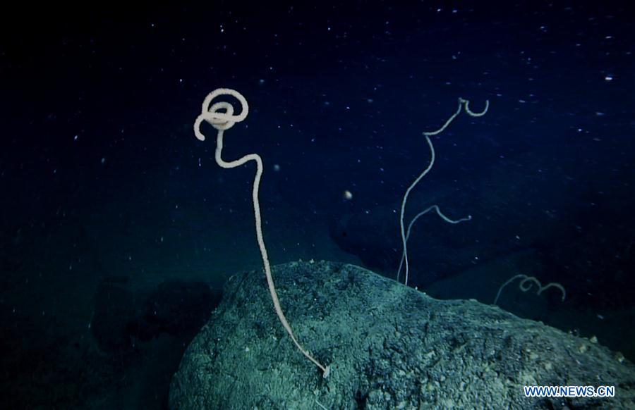 Científicos descubren un coral de agua fría en la meseta Ganquan del Mar Meridional de China