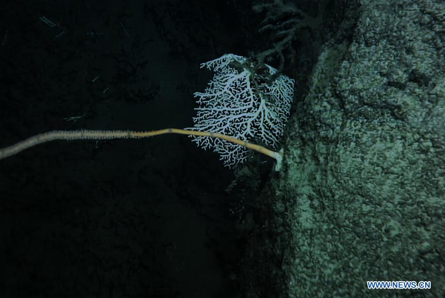 Científicos descubren un coral de agua fría en la meseta Ganquan del Mar Meridional de China