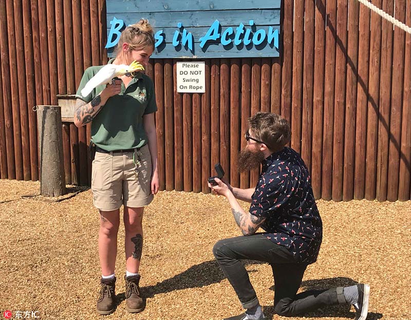 Momento adorable en el que un joven propone matrimonio a su novia con un loro. La cuidadora de animales Charlie Simpson, de 27 a?os, quedó atónita cuando su novio le propuso matrimonio en medio de un espectáculo de loros en Woburn Safari Park, Reino Unido, el 15 de mayo de 2018. [Foto / IC]