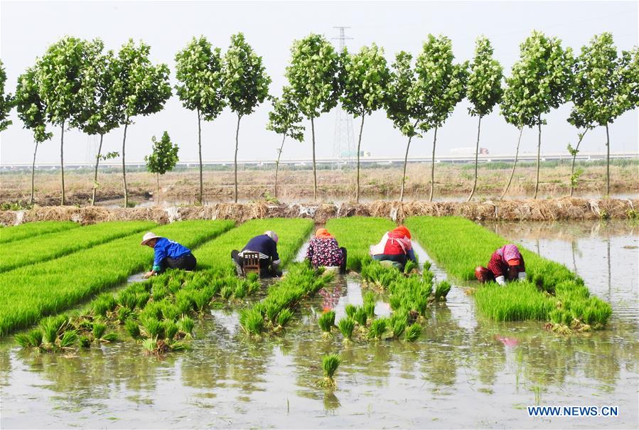 Agricultores siembran plántulas de arroz en suelo salino en el Jiangsu