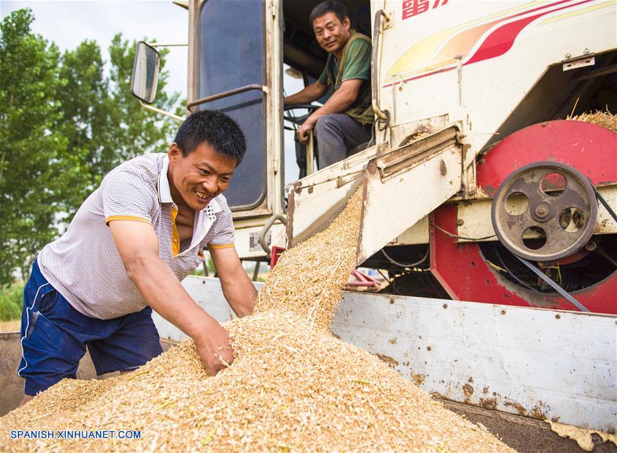 HEBEI, junio 8, 2018 (Xinhua) -- Agricultores cosechan el trigo, en la villa de Beiyangzhuang en el condado de Zaoqiang, provincia de Hebei, en el norte de China, el 8 de junio de 2018. (Xinhua/Li Xiaoguo)