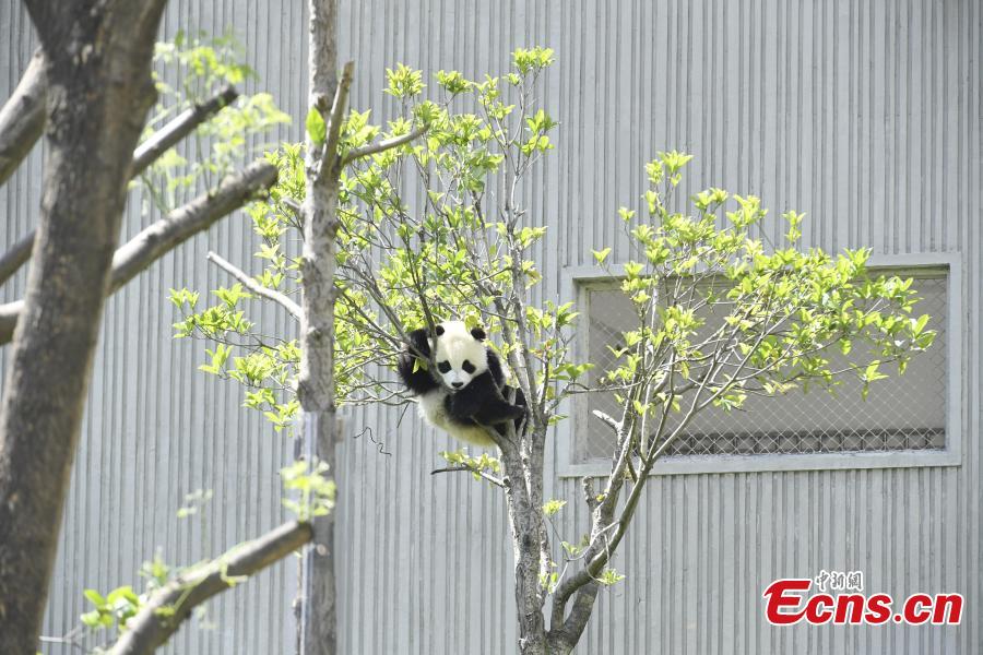 Un panda gigante disfruta del sol