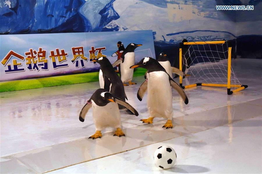 Graciosos pingüinos juegan al fútbol en Harbin