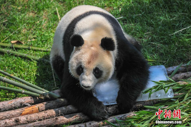 Zoológico chino ayuda a los pandas gigantes a vencer el calor del verano