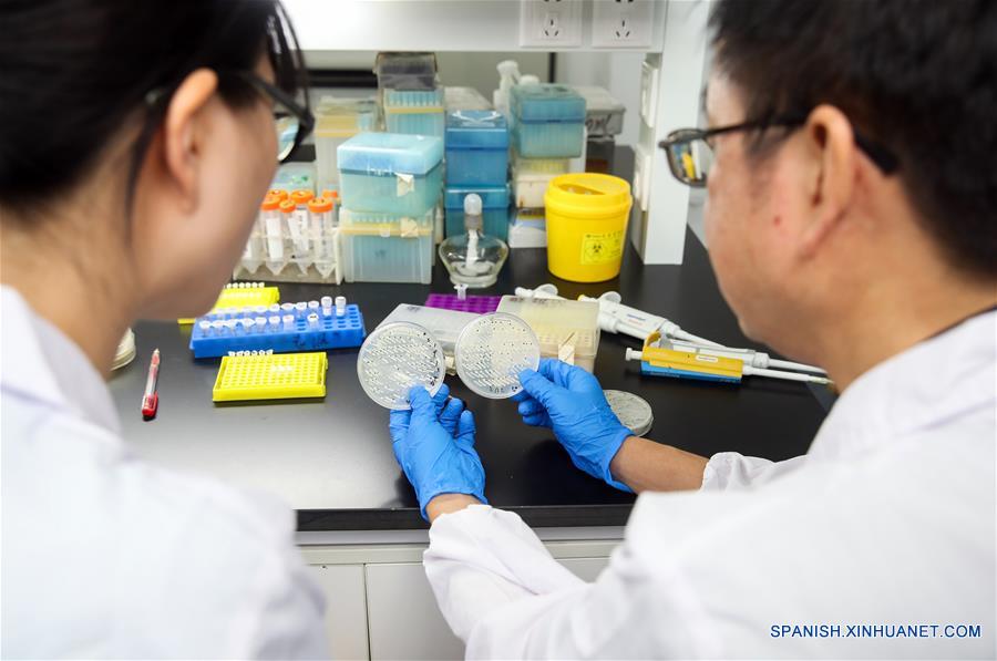 Imagen del 31 de julio de 2018 de Qin Zhongjun (d), biólogo molecular en el Centro de Excelencia en Ciencias Moleculares de Plantas del Instituto de Fisiología y Ecología Vegetal de Shanghai de la Academia de Ciencias de China, hablando acerca de un tema con una integrante de su equipo en Shanghai, en el este de China. La levadura de cerveza, un tercio de cuyo genoma se dice que comparte ascendencia con el de un ser humano, tiene 16 cromosomas. Sin embargo, los científicos chinos han logrado colocar casi todo su material genético en uno solo sin afectar la mayoría de sus funciones, según un artículo publicado el jueves en el sitio web de Nature. Qin Zhongjun y su equipo utilizaron la edición de genoma CRISPR-Cas9 para crear una sola cepa cromosómica de levadura, indica el artículo. (Xinhua/Ding Ting)