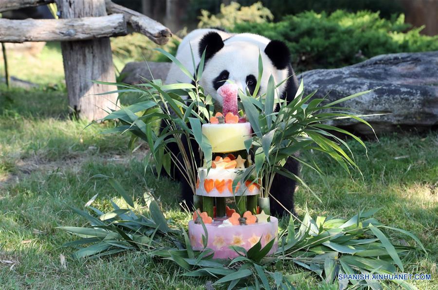 El cachorro de panda gigante "Yuan Meng" se acerca a su tarta de cumplea?os durante la ceremonia de celebración de su cumplea?os llevada a cabo en el parque zoológico ZooParc de Beauval, en Saint-Aignan, Francia, el 4 de agosto de 2018. (Xinhua/ZooParc de Beauval)