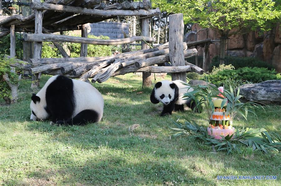 El cachorro de panda gigante "Yuan Meng" (d) se acerca a su tarta de cumplea?os durante la ceremonia de celebración de su cumplea?os llevada a cabo en el parque zoológico ZooParc de Beauval, en Saint-Aignan, Francia, el 4 de agosto de 2018. (Xinhua/ZooParc de Beauval)