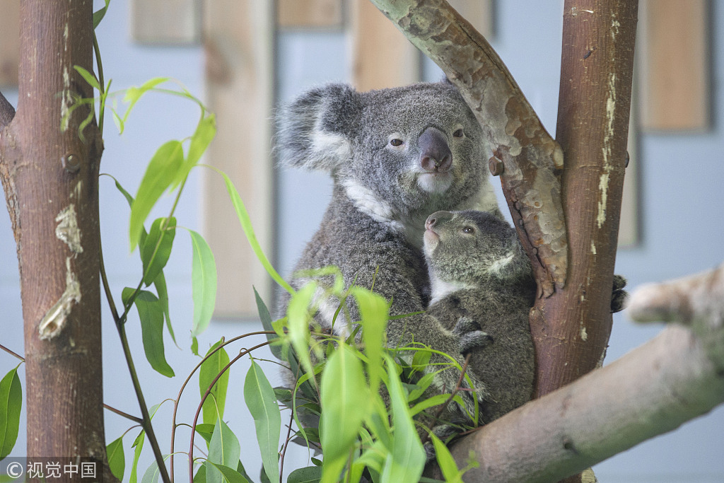 Bebé koala hace su primera aparición pública en este de China