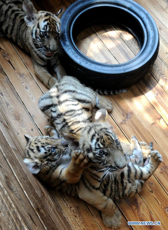 Tres cachorros de tigre juegan en la base de cría en Suzhou