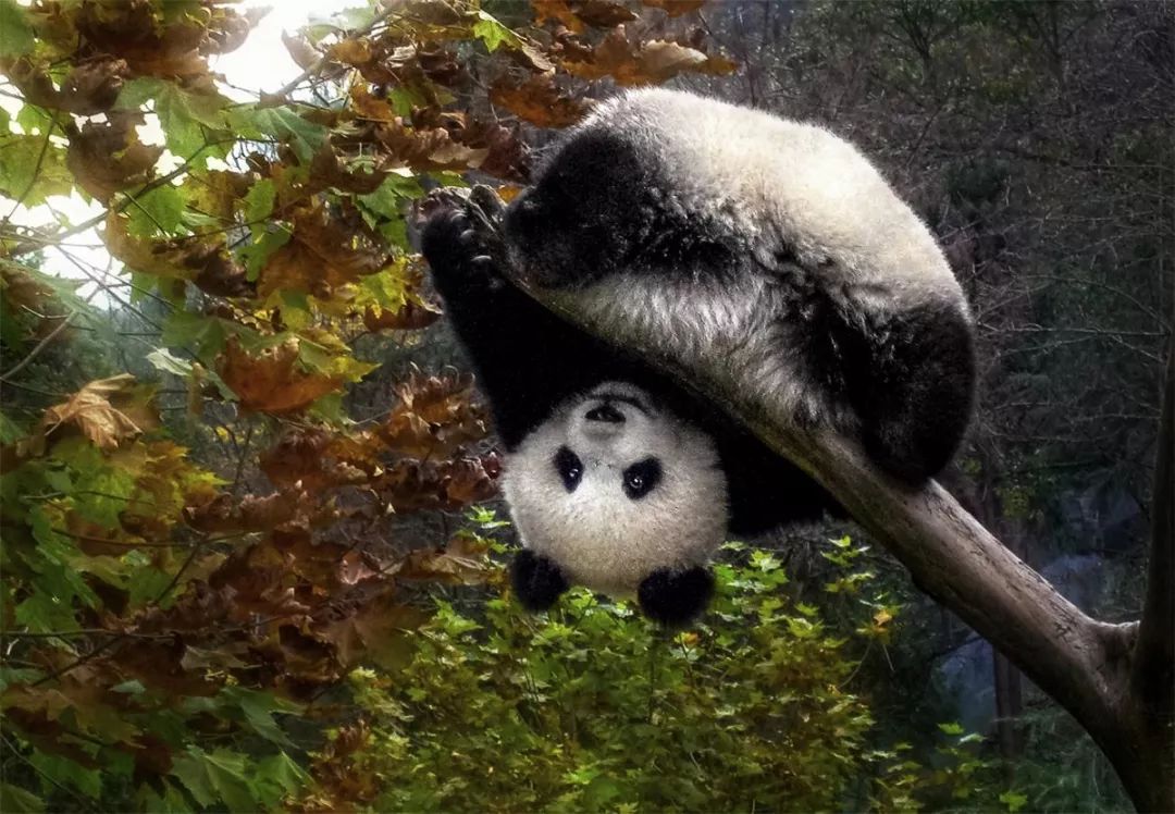 Fotógrafo de 64 a?os dedica 26 a?os a documentar la vida de los pandas gigantes