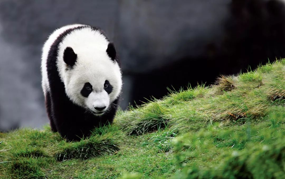 Fotógrafo de 64 a?os dedica 26 a?os a documentar la vida de los pandas gigantes