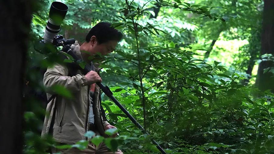 Fotógrafo de 64 a?os dedica 26 a?os a documentar la vida de los pandas gigantes