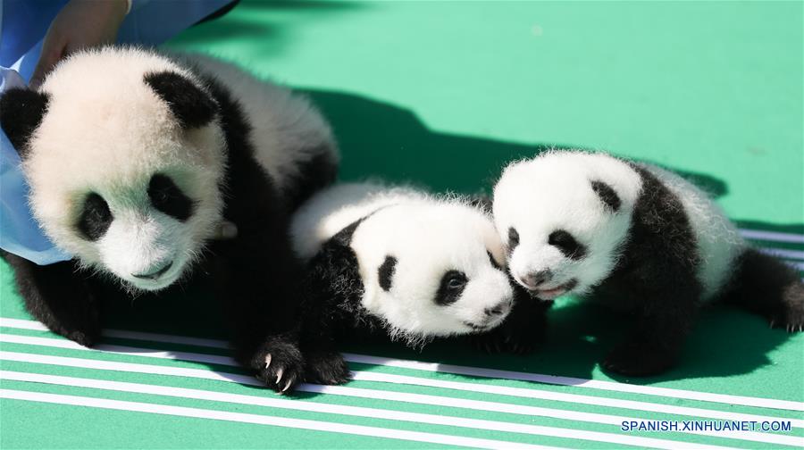 Cachorros de panda gigante en Chengdu