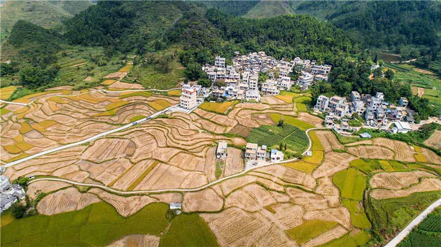 Campos de arroz de oto?o en el suroeste de China