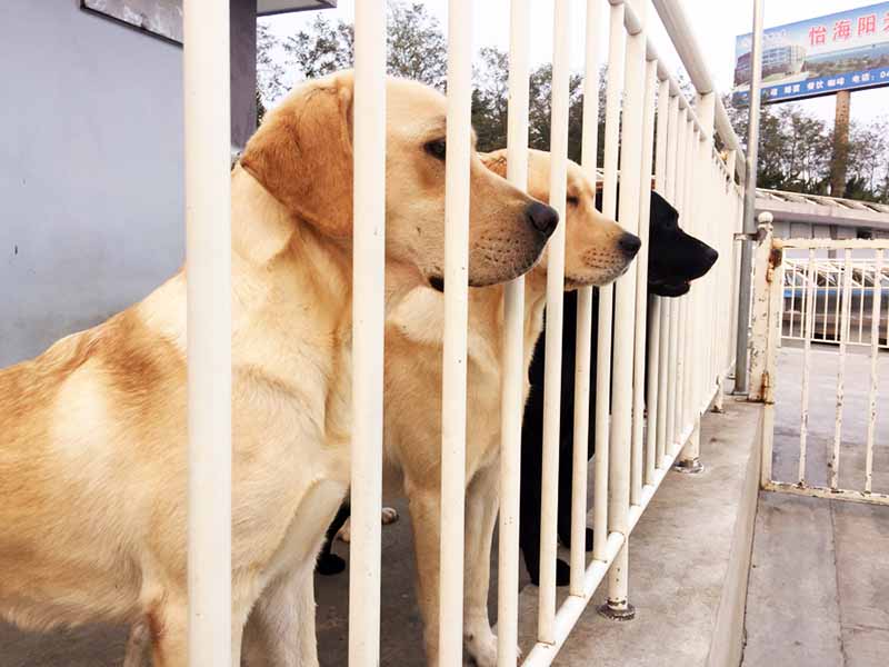 Centro de Entrenamiento de Perros Guía de China, ubicado en la Universidad Médica de Dalian, provincia de Liaoning, 13 de octubre del 2018. [Foto: Xu He]