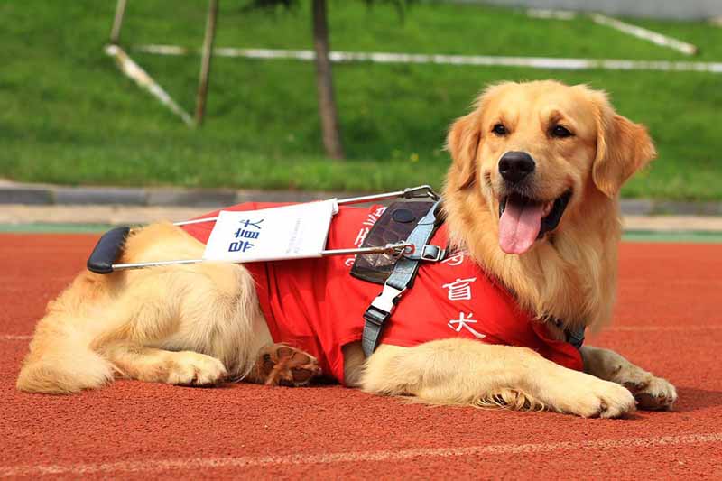 Un perro guía aprende a obedecer una orden durante su preparación en el Centro de Entrenamiento de Perros Guía de China, ubicado en la Universidad Médica de Dalian, provincia de Liaoning, 13 de octubre del 2018. [Foto: Xu He]