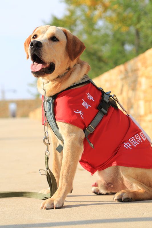 Un perro guía se prepara en el Centro de Entrenamiento de Perros Guía de China, ubicado en la Universidad Médica de Dalian, provincia de Liaoning, 13 de octubre del 2018. [Foto: Xu He]