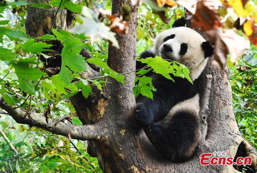 Los pandas gigantes disfrutan del oto?o en Chengdu