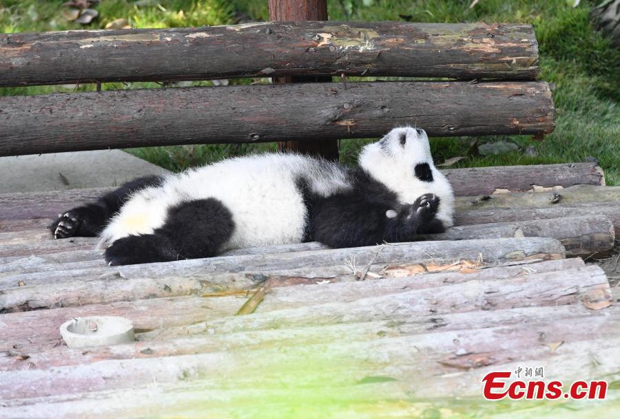 Los pandas gigantes disfrutan del oto?o en Chengdu