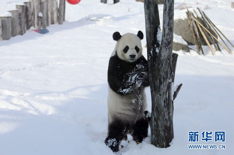 Los pandas gigantes disfrutan de la nieve en la zona más septentrional de China