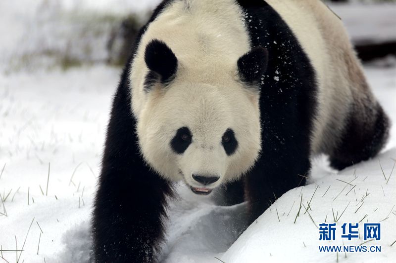 Los pandas gigantes disfrutan de la nieve en la zona más septentrional de China