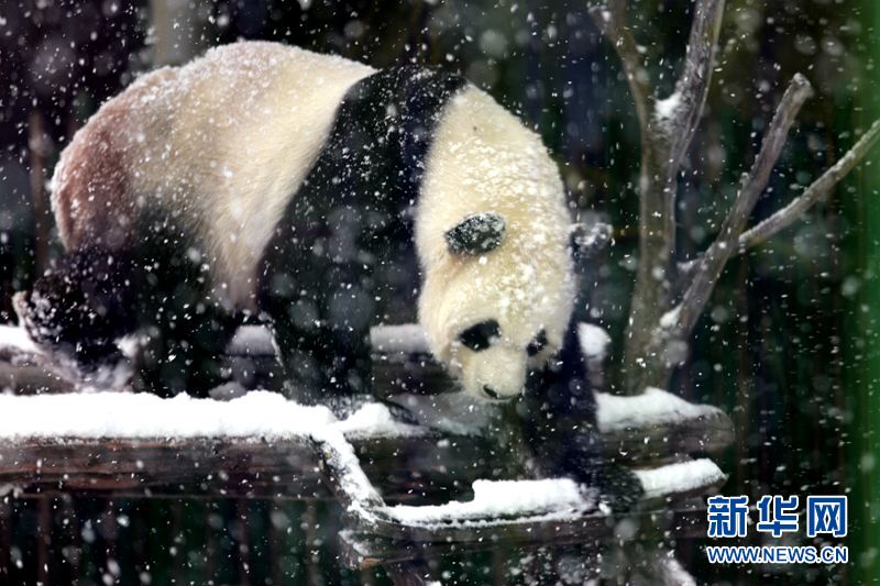 Los pandas gigantes disfrutan de la nieve en la zona más septentrional de China