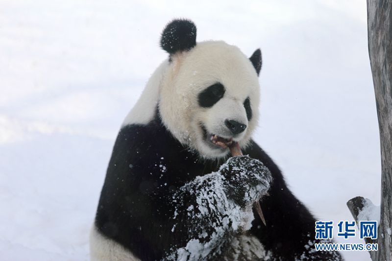 Los pandas gigantes disfrutan de la nieve en la zona más septentrional de China