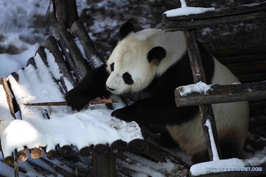 El panda gigante "Youyou" en la Casa del Panda Gigante de Yabuli