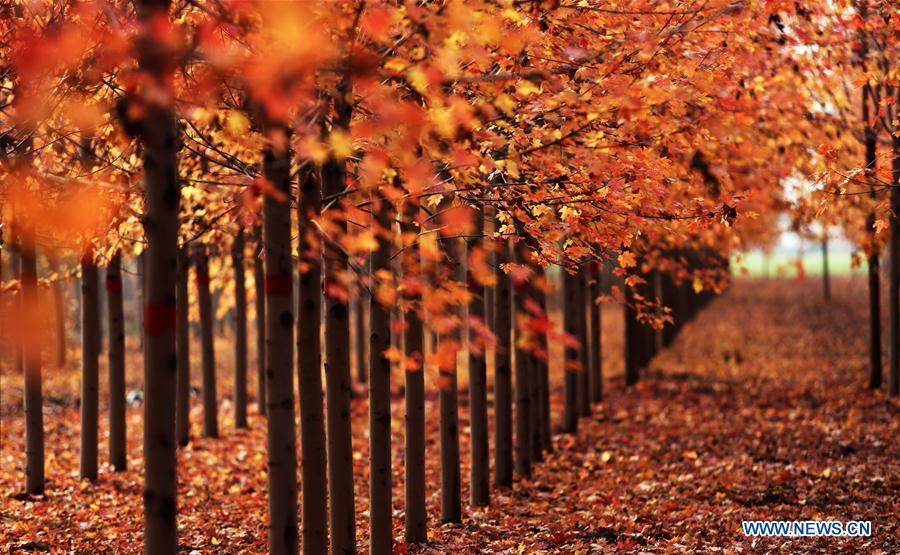 El hermoso paisaje de un bosque de arce en Shandong