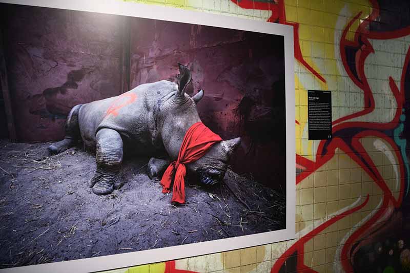 Las obras ganadoras del concurso World Press Photo 2018 se exhiben en Washington, Estados Unidos. La exposición, inaugurada el 27 de octubre, estará abierta al público hasta el próximo 25 de noviembre. [Foto: Xinhua]